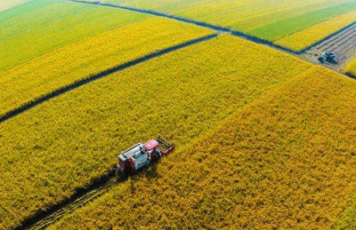 不一樣的農改概念 A股燒腦狂飆，H股冷靜蓄勢，谷物銷售新格局