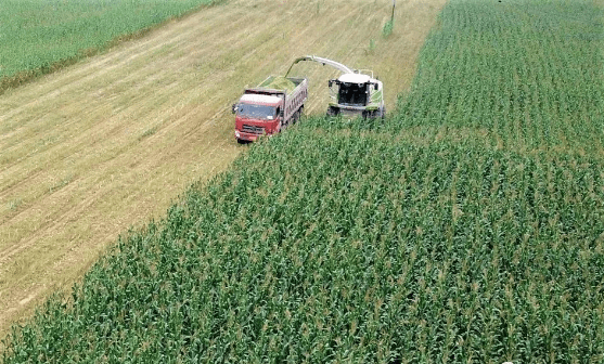 從“羊隨草走”到“草隨羊種” 環縣草產業實現三大轉變，助推谷物銷售新格局