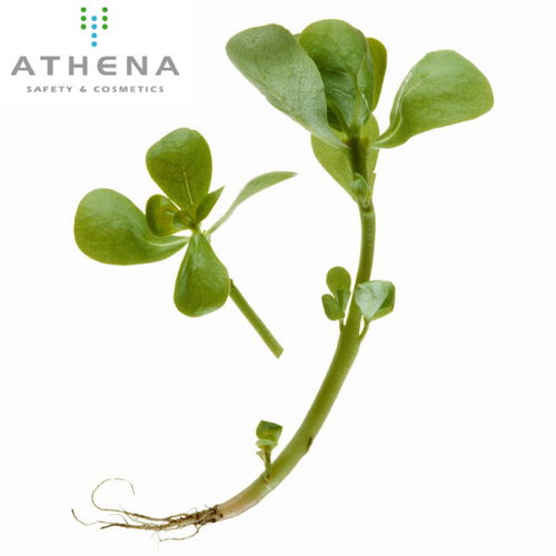 植物提取物的產(chǎn)品發(fā)展 從成分革新到市場增長的深度剖析