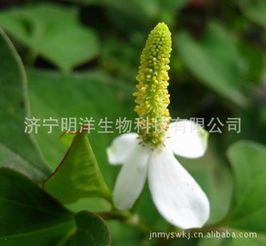 濟寧明洋生物科技 多樣化的植物提取物產(chǎn)品陣容